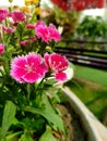 Dianthus chinensis or white fire with white lacy edged and beautiful red n pink pattern Royalty Free Stock Photo