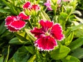 Dianthus chinensis (China Pink) Flowers Royalty Free Stock Photo