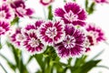 Dianthus chinensis (China Pink) Flowers Royalty Free Stock Photo