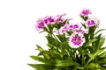 Dianthus chinensis (China Pink) Flowers Royalty Free Stock Photo