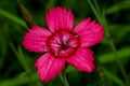 Dianthus deltoides Royalty Free Stock Photo