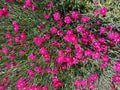 Dianthus deltoides is beautiful flower