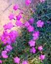 Dianthus deltoides, carnation pink flowers - ground cover plant for alpine hills in bloom. Bright small crimson blossoms