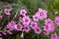 Dianthus deltoides; Caryophyllaceae. Carnation-pink herb. Close - up on a blurry background