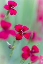 Dianthus deltoides flower Royalty Free Stock Photo