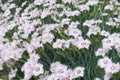 Dianthus deltoides with lots of light pink flowers Royalty Free Stock Photo