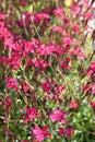 Maiden pink garden plant flowering pink flowers Royalty Free Stock Photo