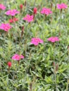 The maiden pink plant Dianthus deltoides flowers Royalty Free Stock Photo