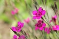 Dianthus Deltoides (Maiden Pink) Flowers Royalty Free Stock Photo