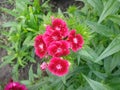 Dianthus Deltoides Maiden Pink and white Flowers Royalty Free Stock Photo