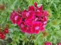 Dianthus Deltoides Maiden Pink and white Flowers Royalty Free Stock Photo