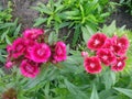 Dianthus Deltoides Maiden Pink and white Flowers Royalty Free Stock Photo