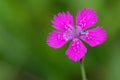 Dianthus Deltoides pink flower close up