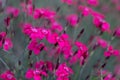 Dianthus deltoides - pink flowers in the garden Royalty Free Stock Photo