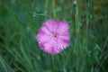 Dianthus deltoides pink flowers. Royalty Free Stock Photo