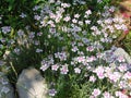 Dianthus - deltoides in the summer garden Royalty Free Stock Photo