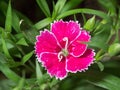 Dianthus