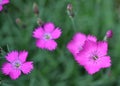 Dianthus fischeri Spreng