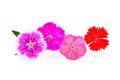 Dianthus flower,china Pink , Indian Pink isolated on white Royalty Free Stock Photo