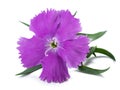 Dianthus flower Royalty Free Stock Photo