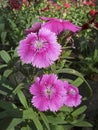 Dianthus flower