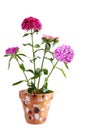 Dianthus Flower Plant