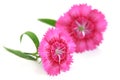 Dianthus flowers