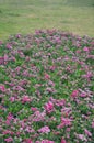 Dianthus flowers garden Royalty Free Stock Photo