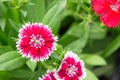 Dianthus flowers in the park , colorful flowers in the garden