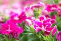 The Dianthus flowers in the park colorful style