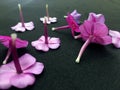 Dianthus Garden Flowers on black backgraund. Pink Flowers To Garden Carnations. Macro flowers