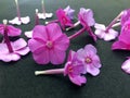 Dianthus Garden Flowers on black backgraund. Pink Flowers To Garden Carnations. Macro flowers