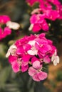 Dianthus is a genus of carnations with beautiful, Royalty Free Stock Photo