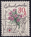 Dianthus glacialis flower on a 1979 Czechoslovakia postage stamp Royalty Free Stock Photo