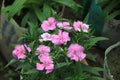 Dianthus gratianopolitanus or cheddar pink flowers Royalty Free Stock Photo
