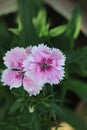 dianthus gratianopolitanus or cheddar pink flowers Royalty Free Stock Photo
