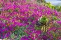 Dianthus gratianopolitanus or Cheddar pink in garden. Royalty Free Stock Photo