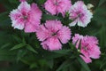 Dianthus gratianopolitanus or cheddar pink many pink flowers Royalty Free Stock Photo