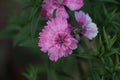 Dianthus gratianopolitanus or cheddar pink many pink flowers Royalty Free Stock Photo