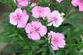 Dianthus gratianopolitanus or cheddar pink many pink flowers close up Royalty Free Stock Photo