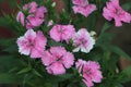 Dianthus gratianopolitanus or cheddar pink many pink flowers close up Royalty Free Stock Photo