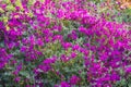 Dianthus gratianopolitanus or Cheddar pink in garden. Royalty Free Stock Photo