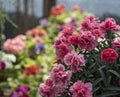 Dianthus gratianopolitanus, commonly known as the Cheddar pink or clove pink Royalty Free Stock Photo