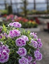 Dianthus gratianopolitanus, commonly known as the Cheddar pink or clove pink Royalty Free Stock Photo