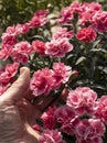 Dianthus gratianopolitanus, commonly known as the Cheddar pink or clove pink Royalty Free Stock Photo