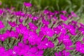 Dianthus gratianopolitanus Vill.. Royalty Free Stock Photo