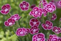 Dianthus Hybride flowers Royalty Free Stock Photo