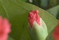 Dianthus macro