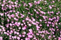 Dianthus Mountain Frost flowers Royalty Free Stock Photo