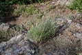 Dianthus pinifolius - Wild plant shot in the spring